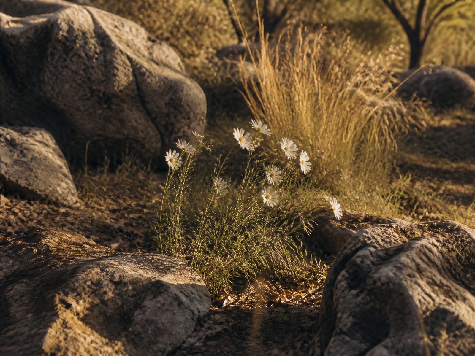 Weathered limestone boulders, native grasses and wildflowers in low golden light